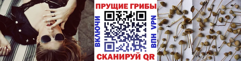 купить наркоту  Урюпинск  ссылка на мегу вход  Псилоцибиновые грибы GOLDEN TEACHER 